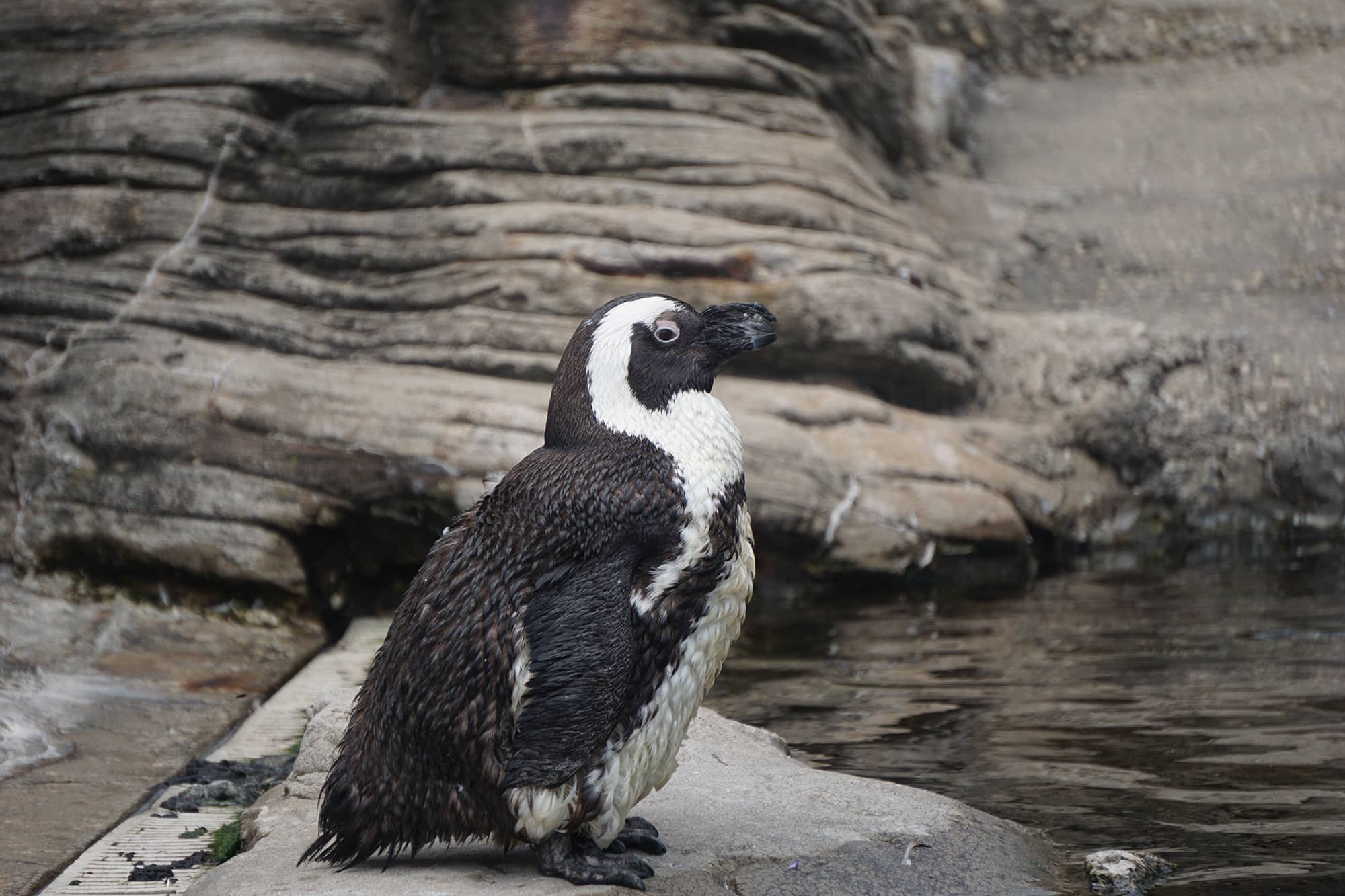 New York Aquarium - GoVisit.Guide