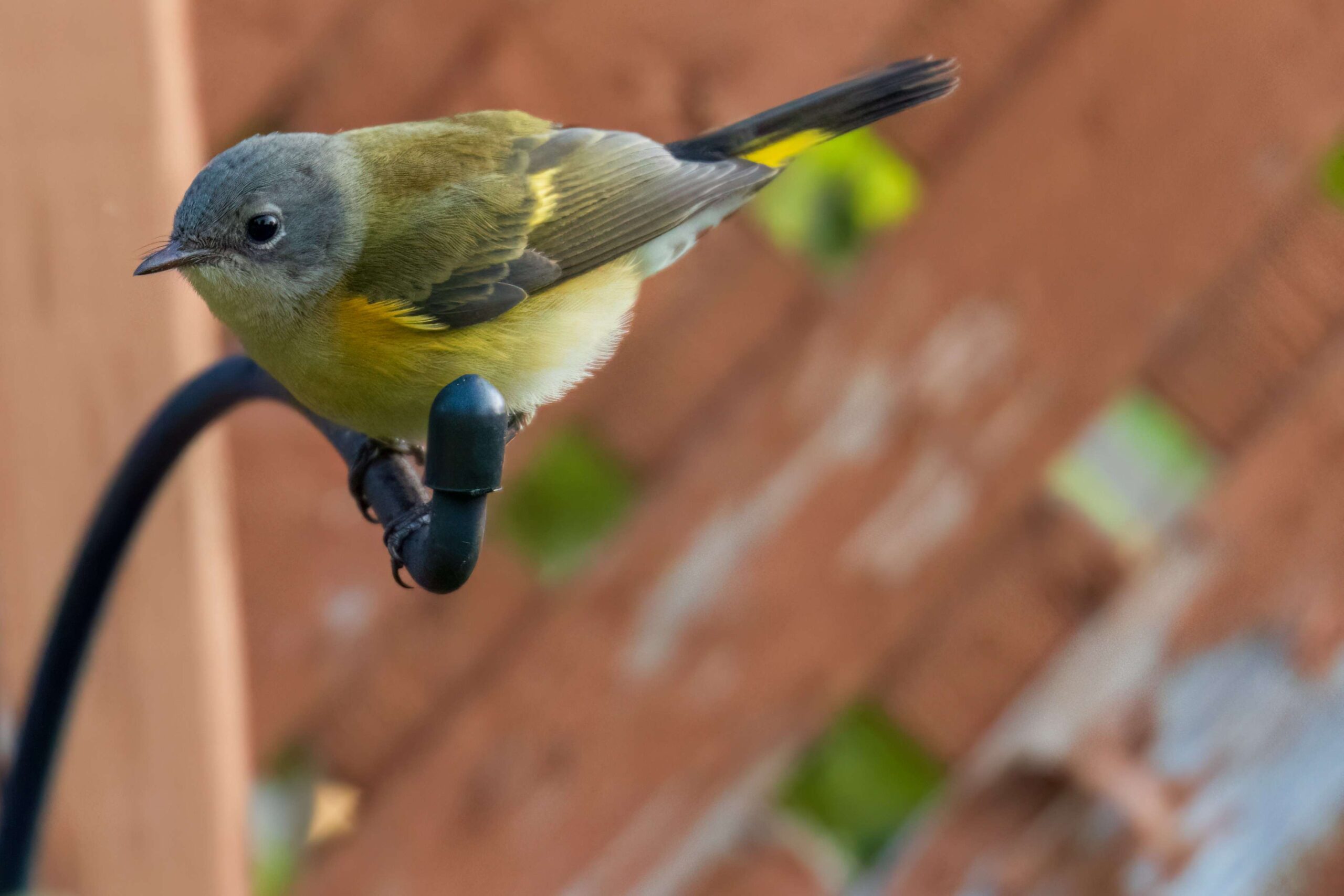 American Redstart (©Camerauthor Photos)