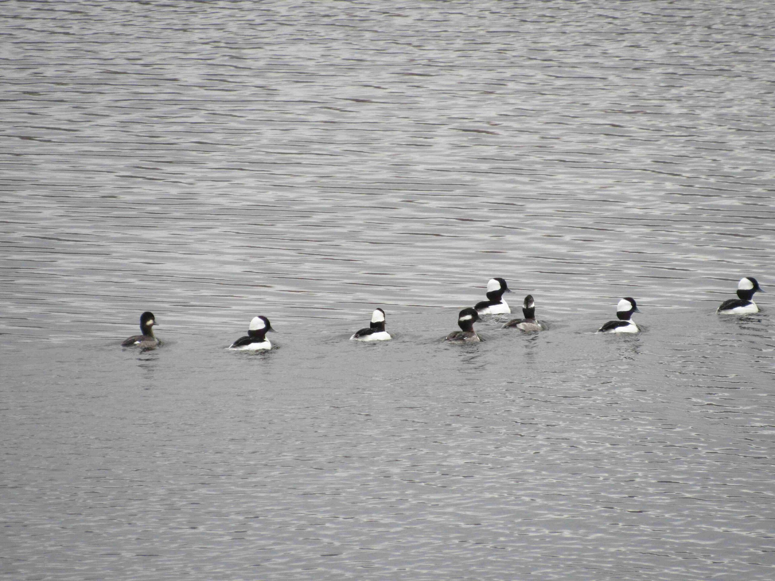 Buffleheads (©Lindy Murphy)