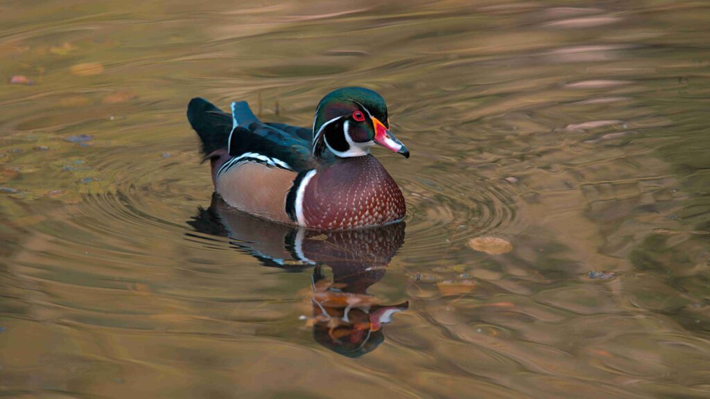 Wood duck (©Townsend Walton)