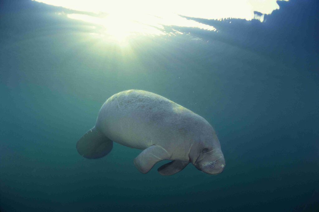 Manatee (©Getty Images)