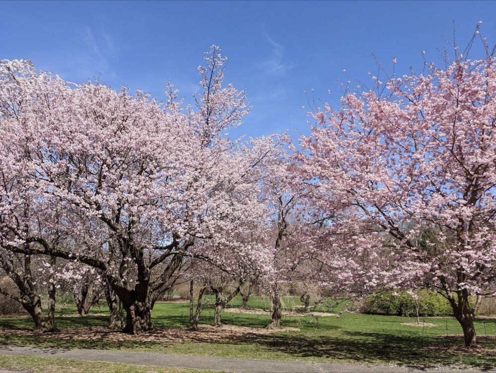 Arnold Arboretum (Courtesy Vivian C Yelp)