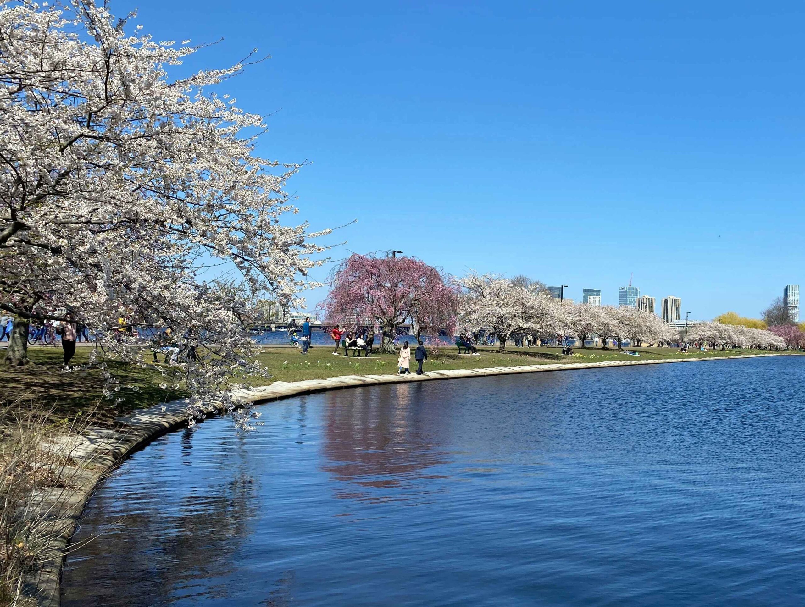 Charles River Esplanade (©Lex Zhao)