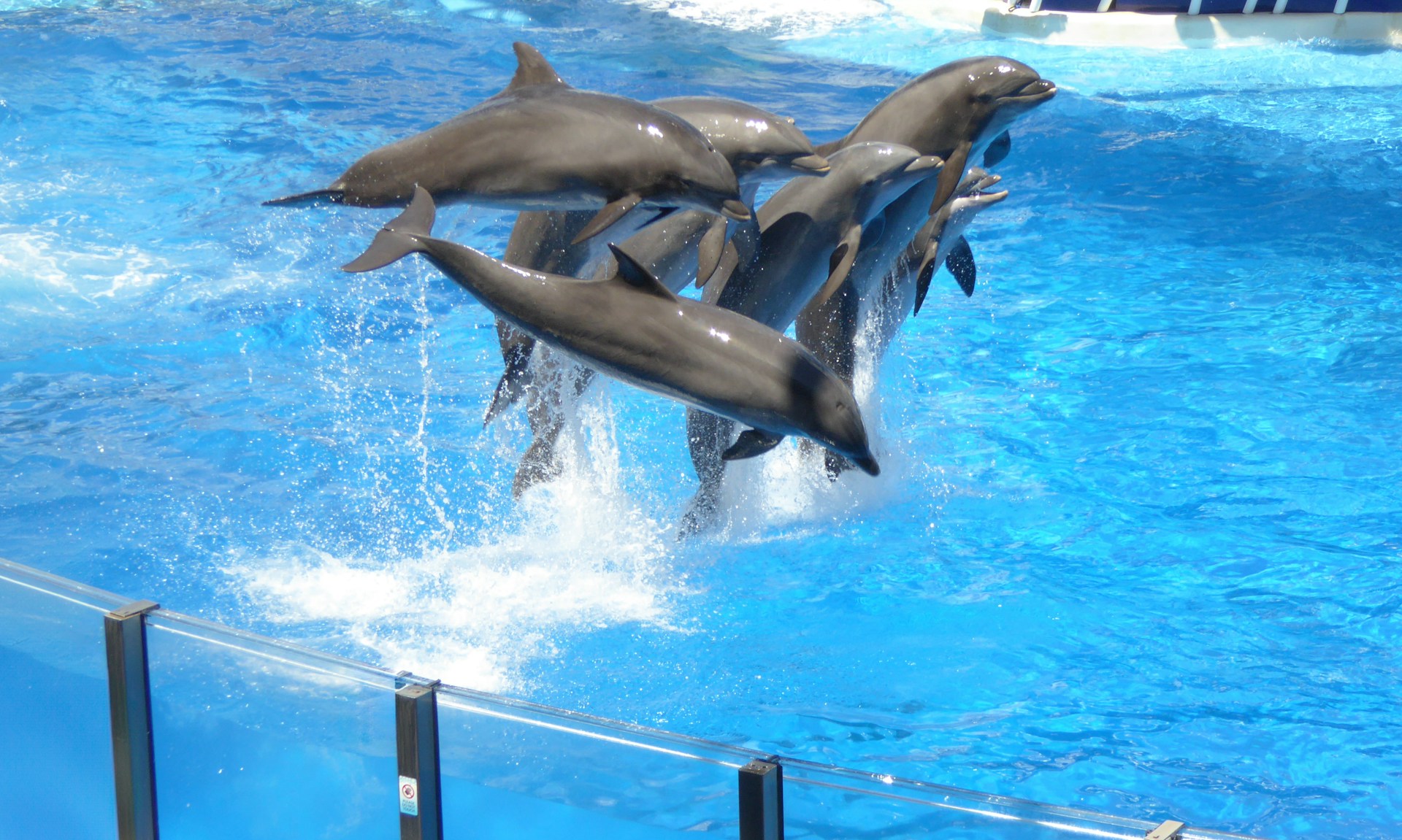 SeaWorld Orlando (©Darren Tolley)