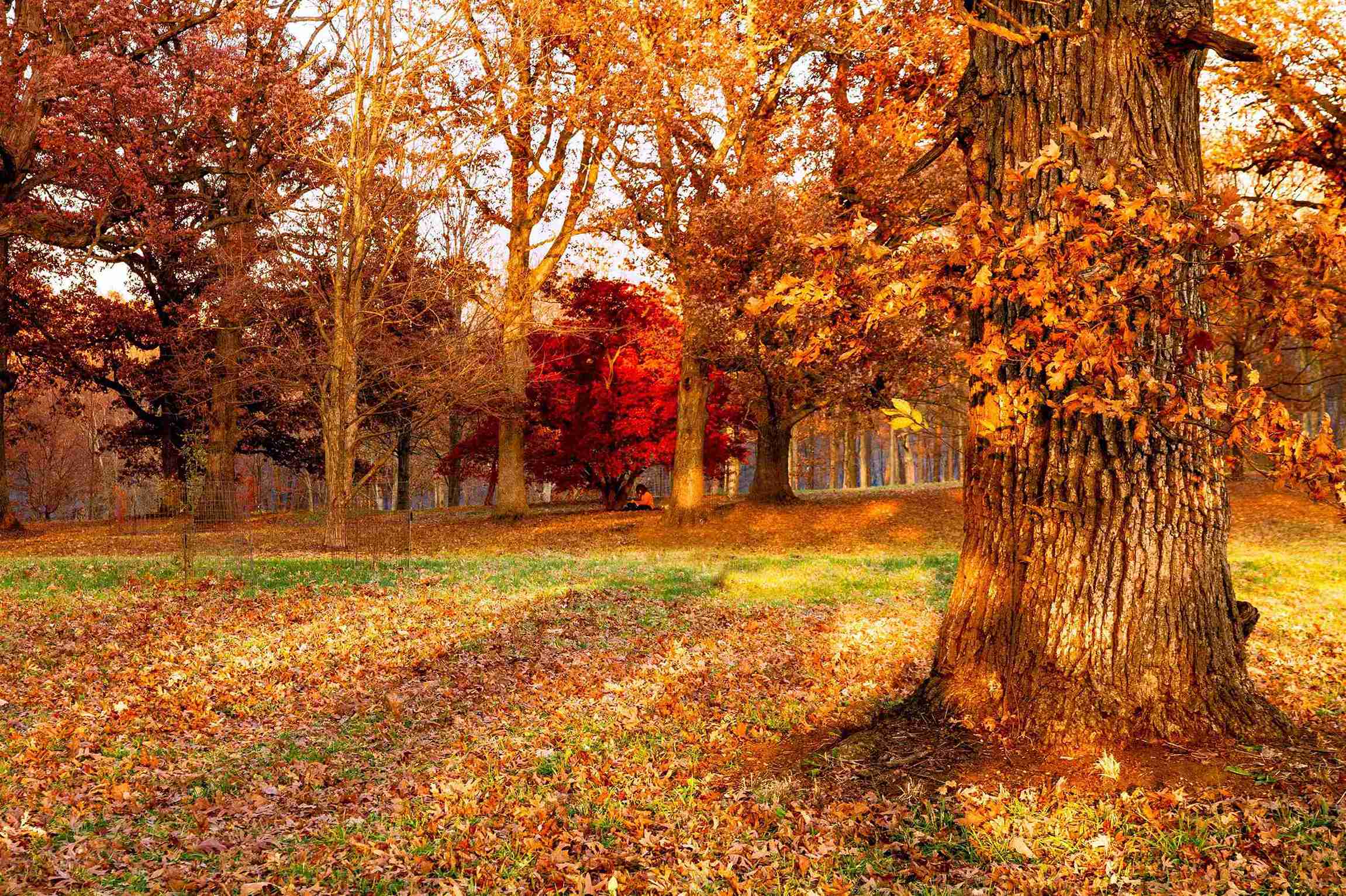 The Morton Arboretum (©Dulsey Lima)