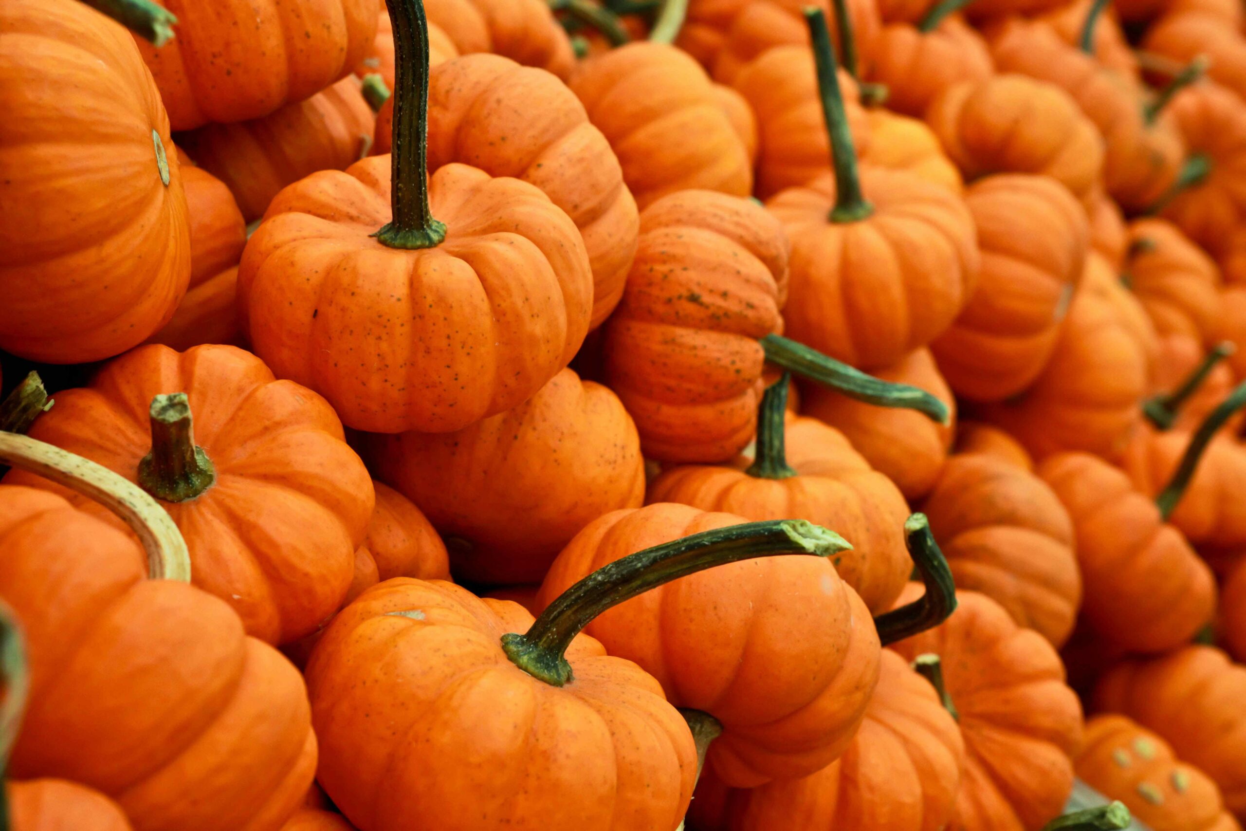 Pumpkins (©Gabby Orcutt)