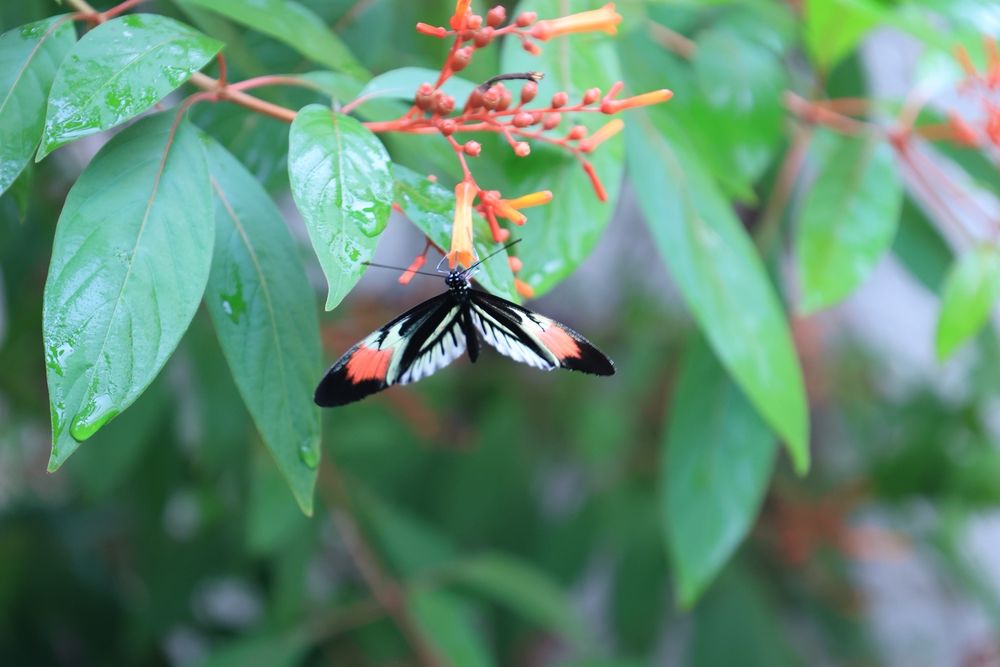 Butterfly World (Courtesy KayAnna A Yelp)