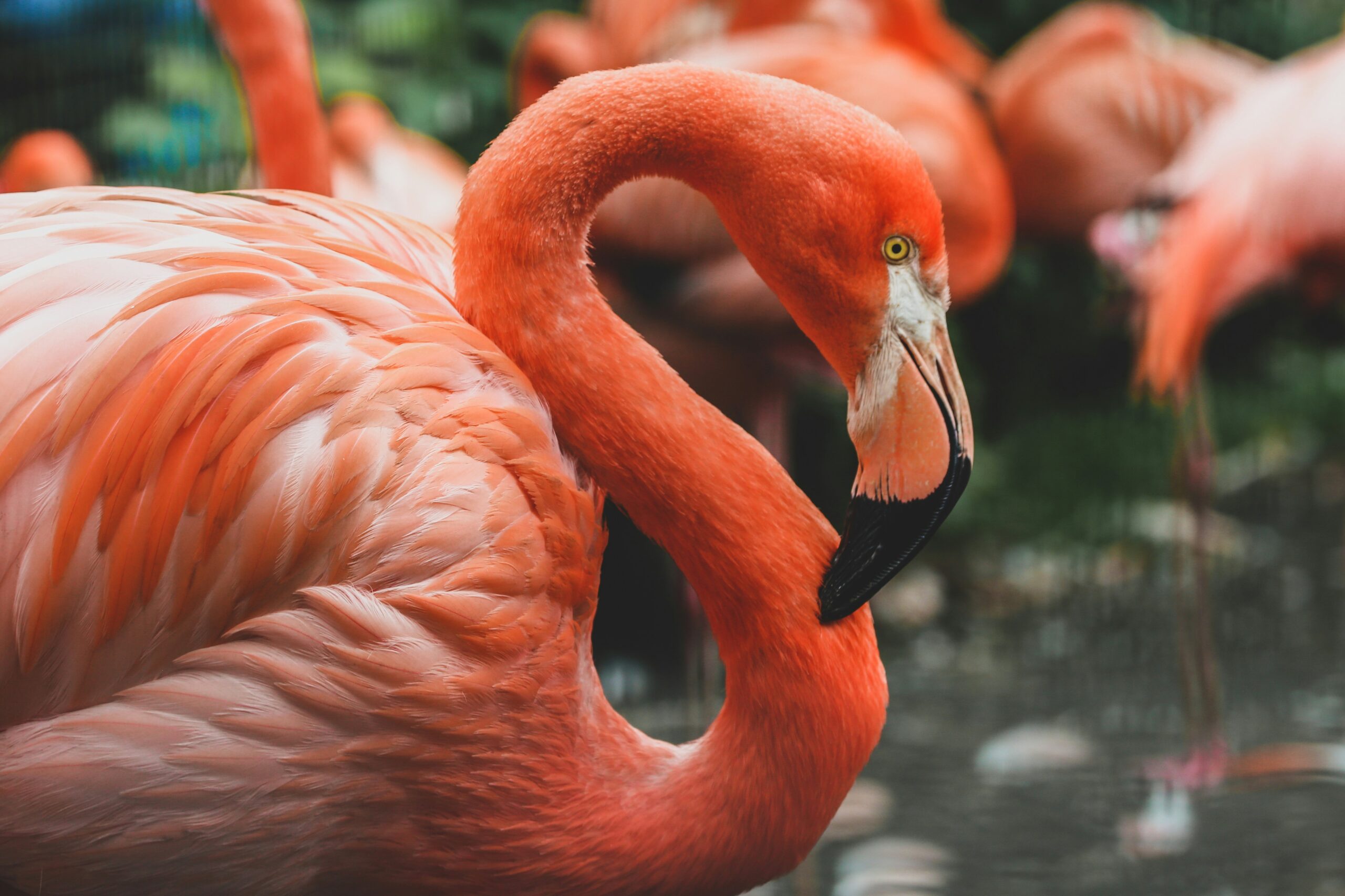 Flamingo (©Gislane)