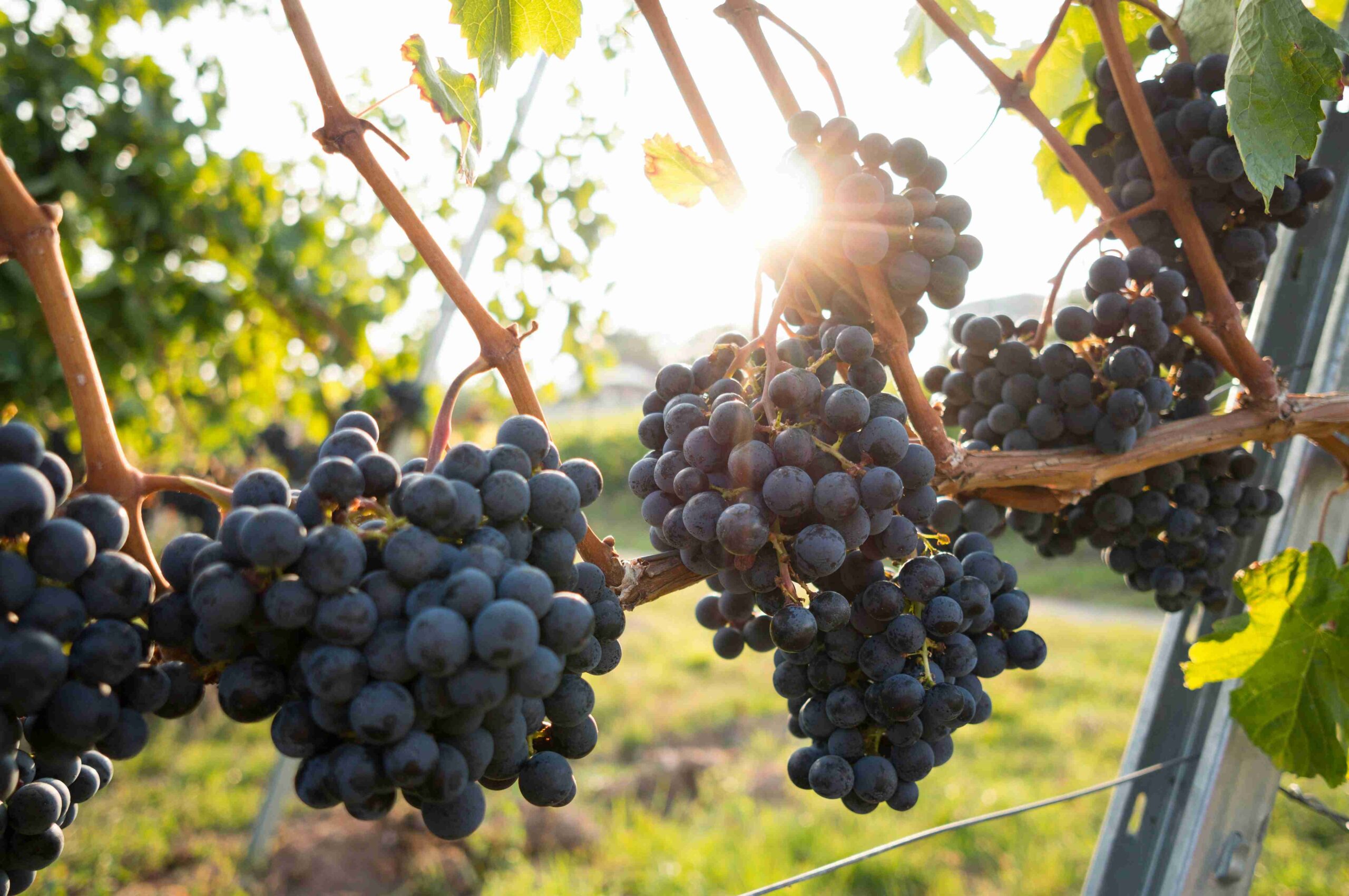 Vineyard Explorations (©David Kohler)