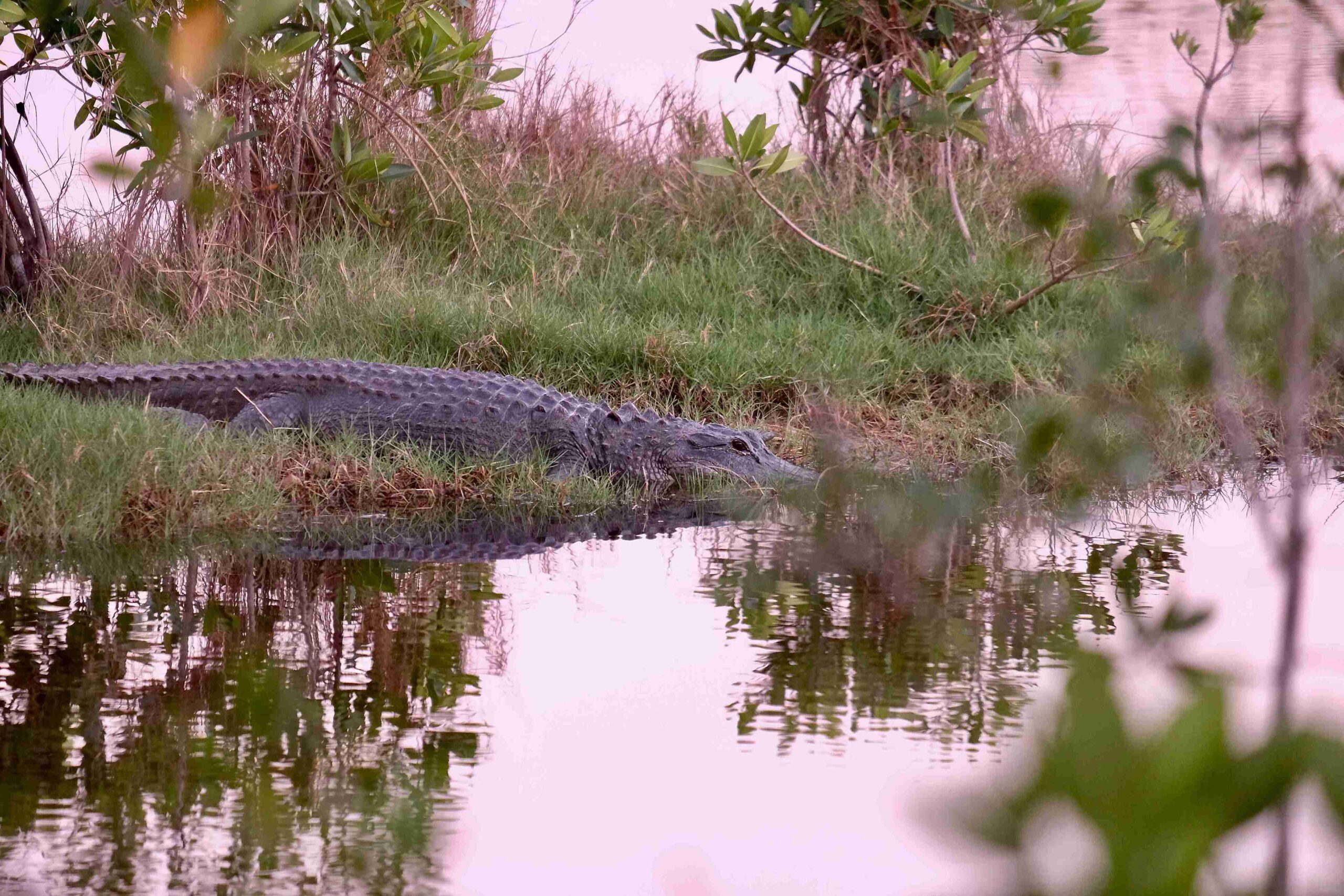 Everglades National Park (©Bruce Warrington)