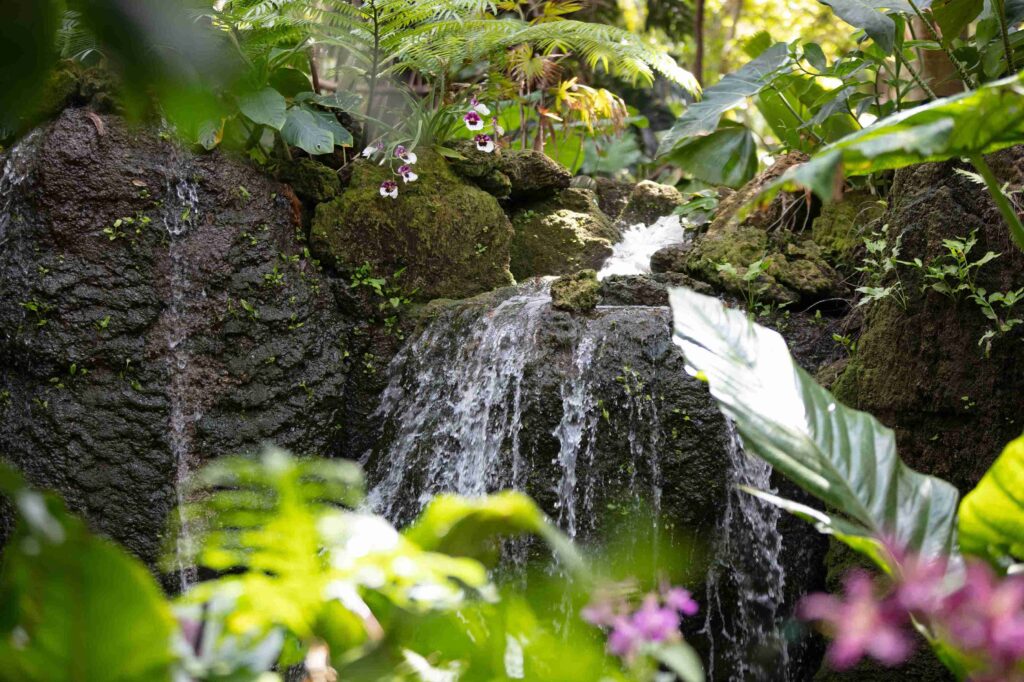 Plants - Fairchild Tropical Botanic Garden - Coral Gables (Courtesy GMCVB)