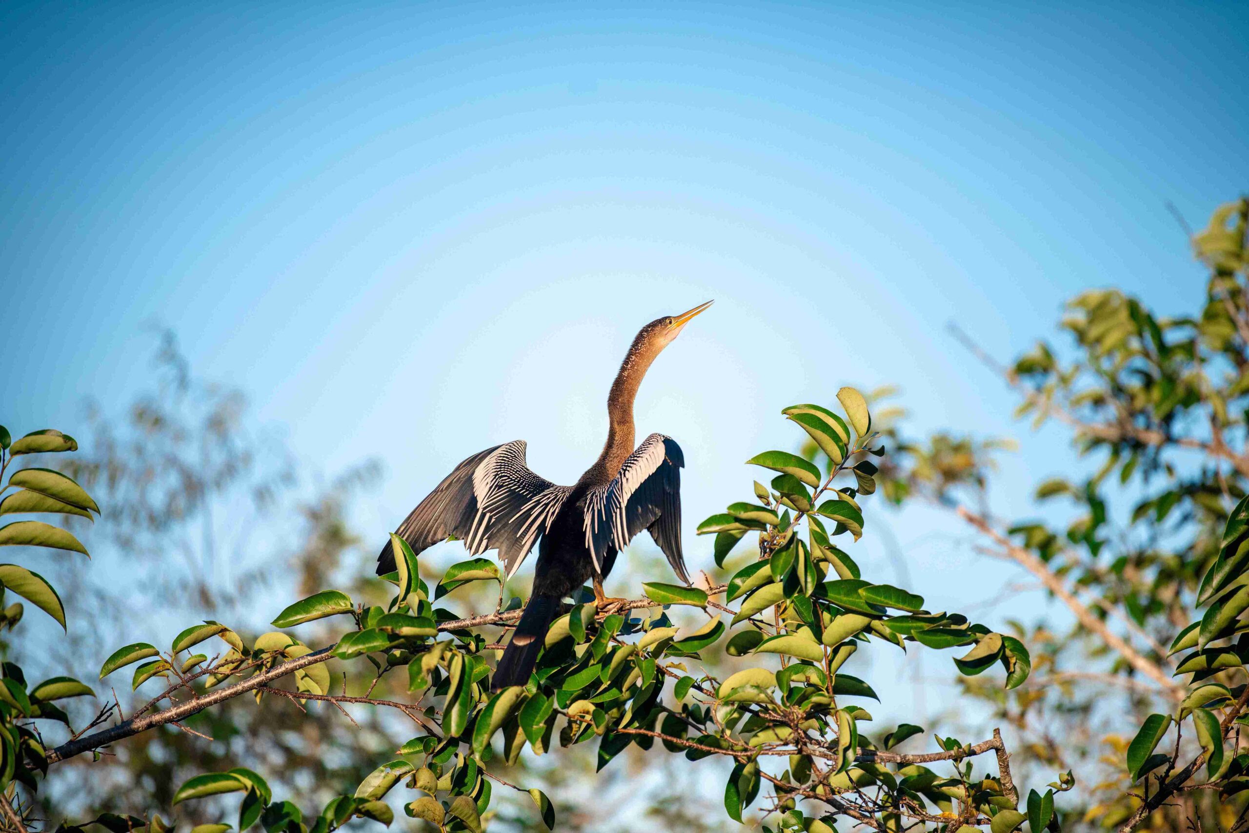 Shark Valley in Everglades National Park (Photo courtesy of the GMCVB – http://MiamiandMiamiBeach.com)