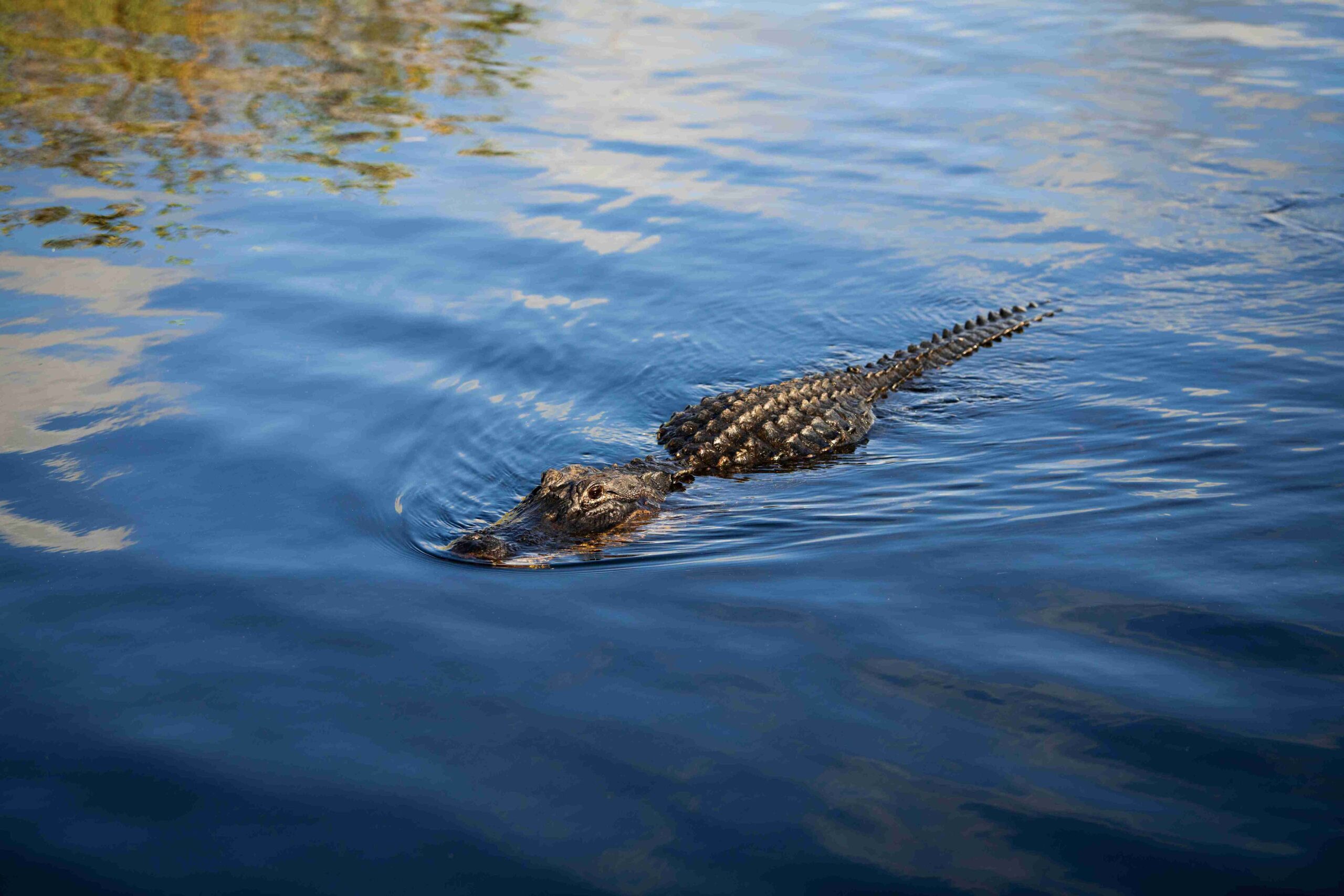 Gator in Everglades National Park (Photo courtesy of the GMCVB – http://MiamiandMiamiBeach.com)