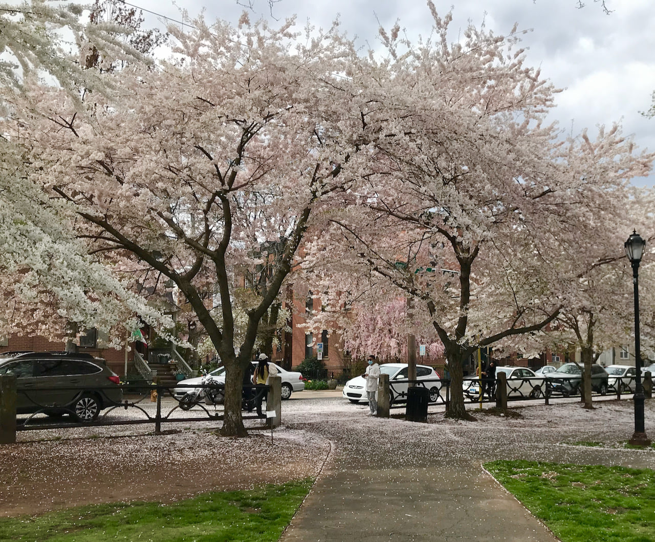 The Best Cherry Blossoms in America - GoVisit.Guide