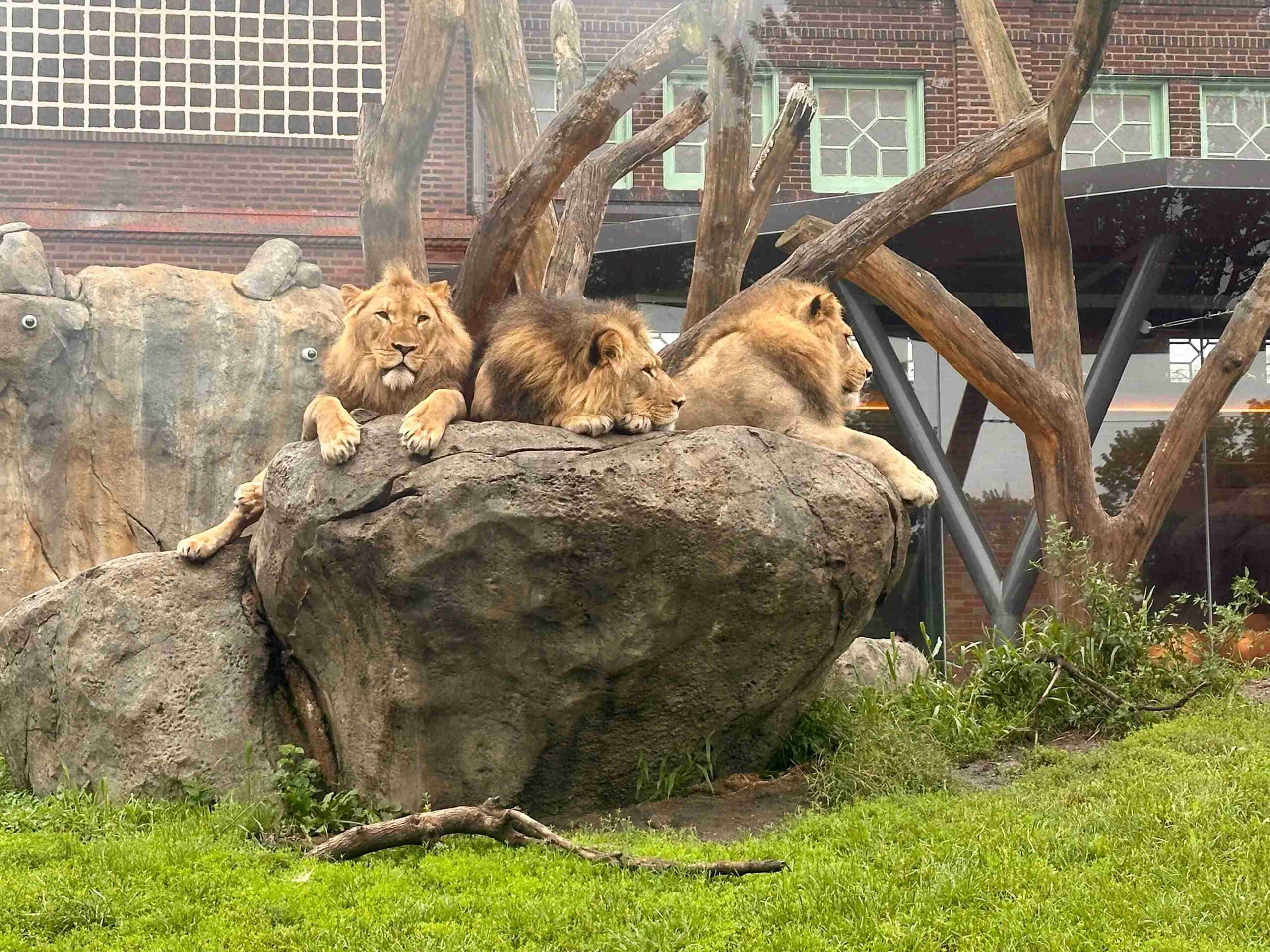 Lincoln Park Zoo (©Melanie Lee)