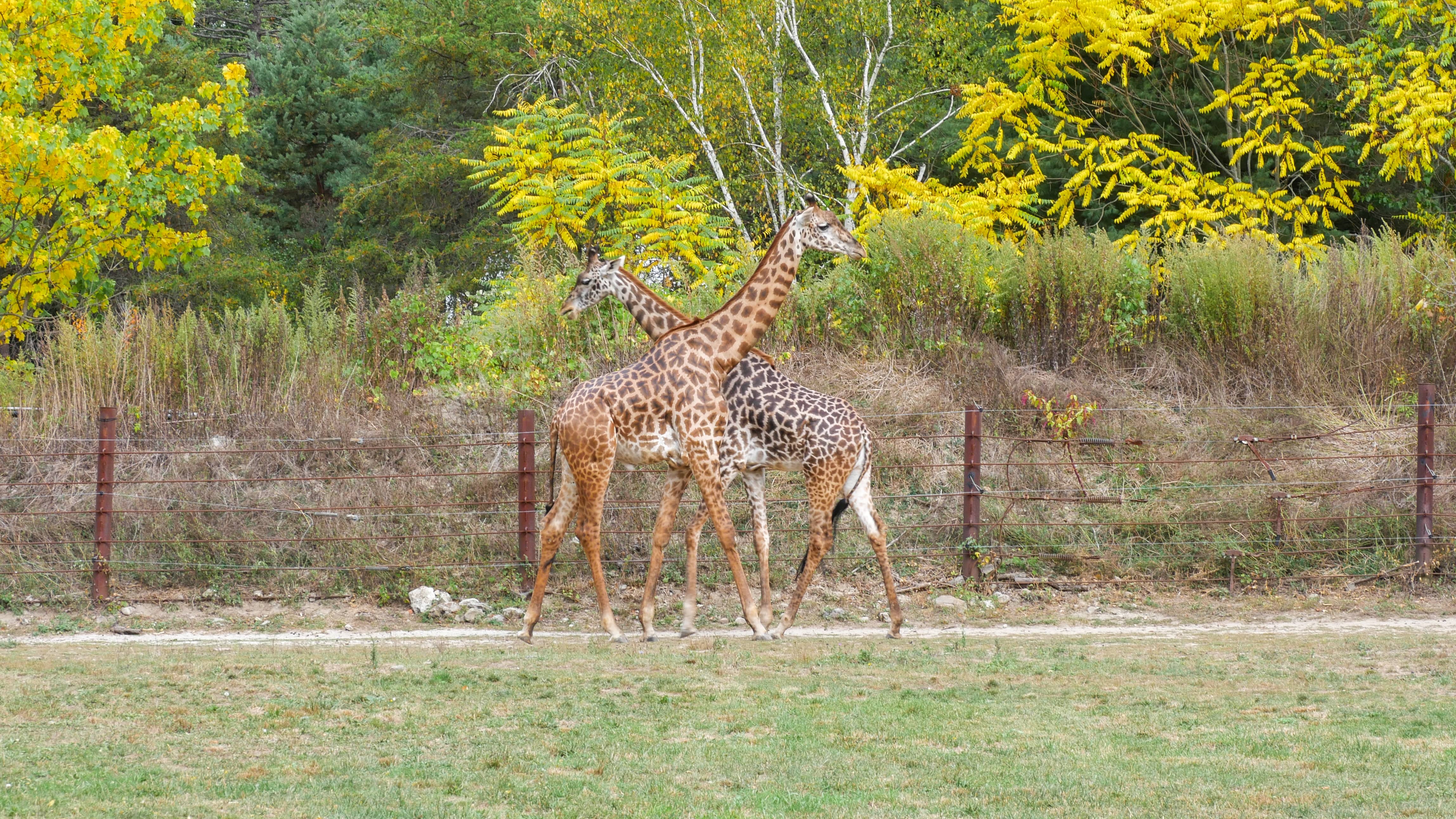 Franklin Park Zoo - GoVisit.Guide