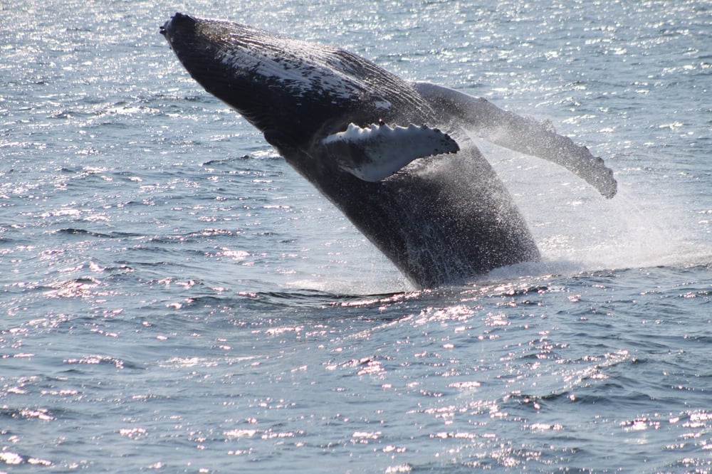 (Courtesy Cape Ann Whale Watch Yelp)