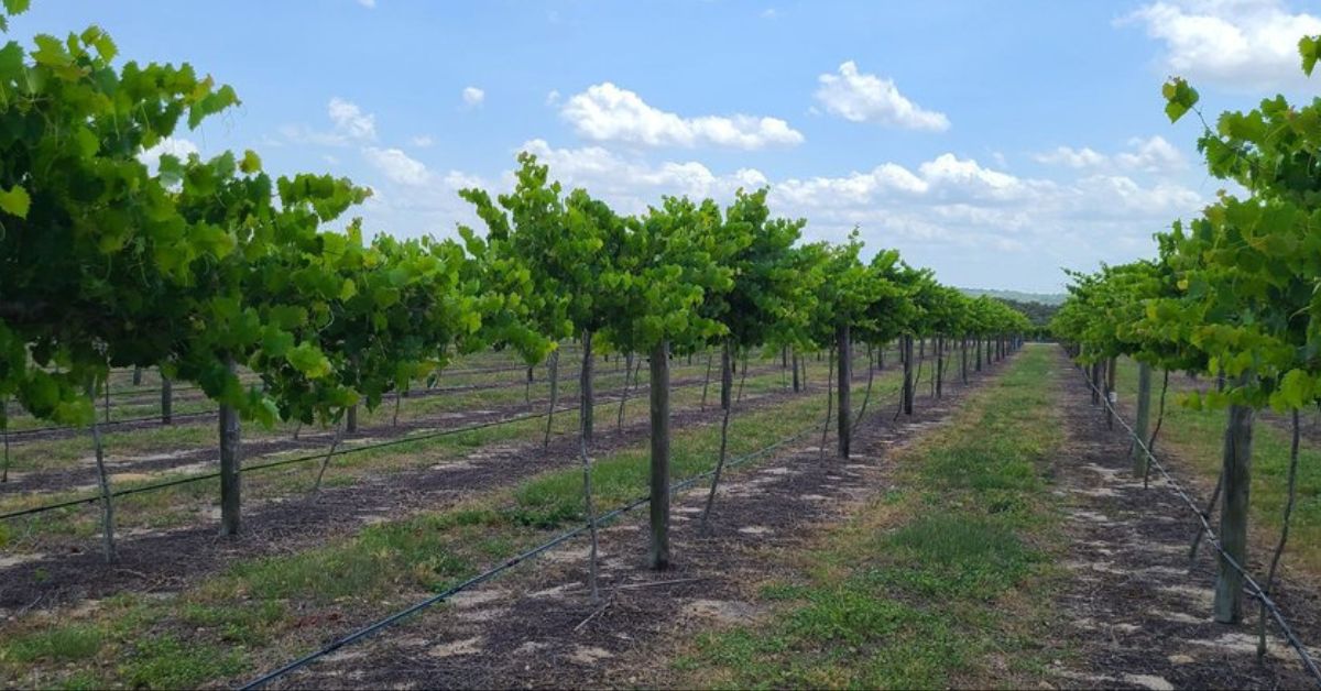 Lakeridge Winery & Vineyards (gPamela H Yelp)