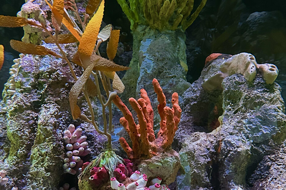 New England Aquarium (©Melanie Lee)