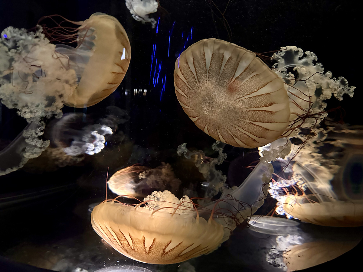 New England Aquarium (©Melanie Lee)