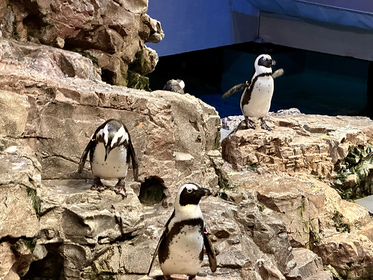 New England Aquarium (©Melanie Lee)