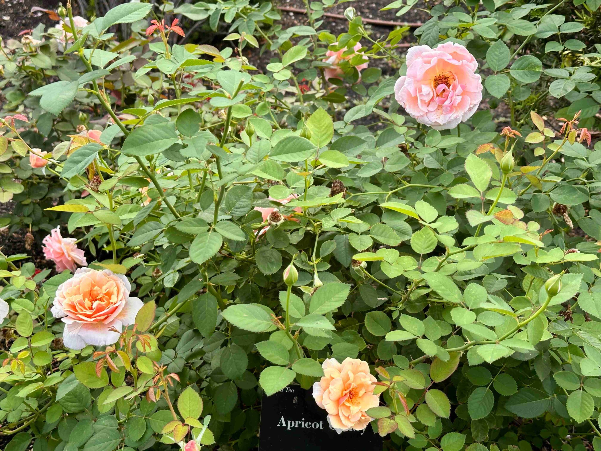 North Rose Garden (©Melanie Lee)