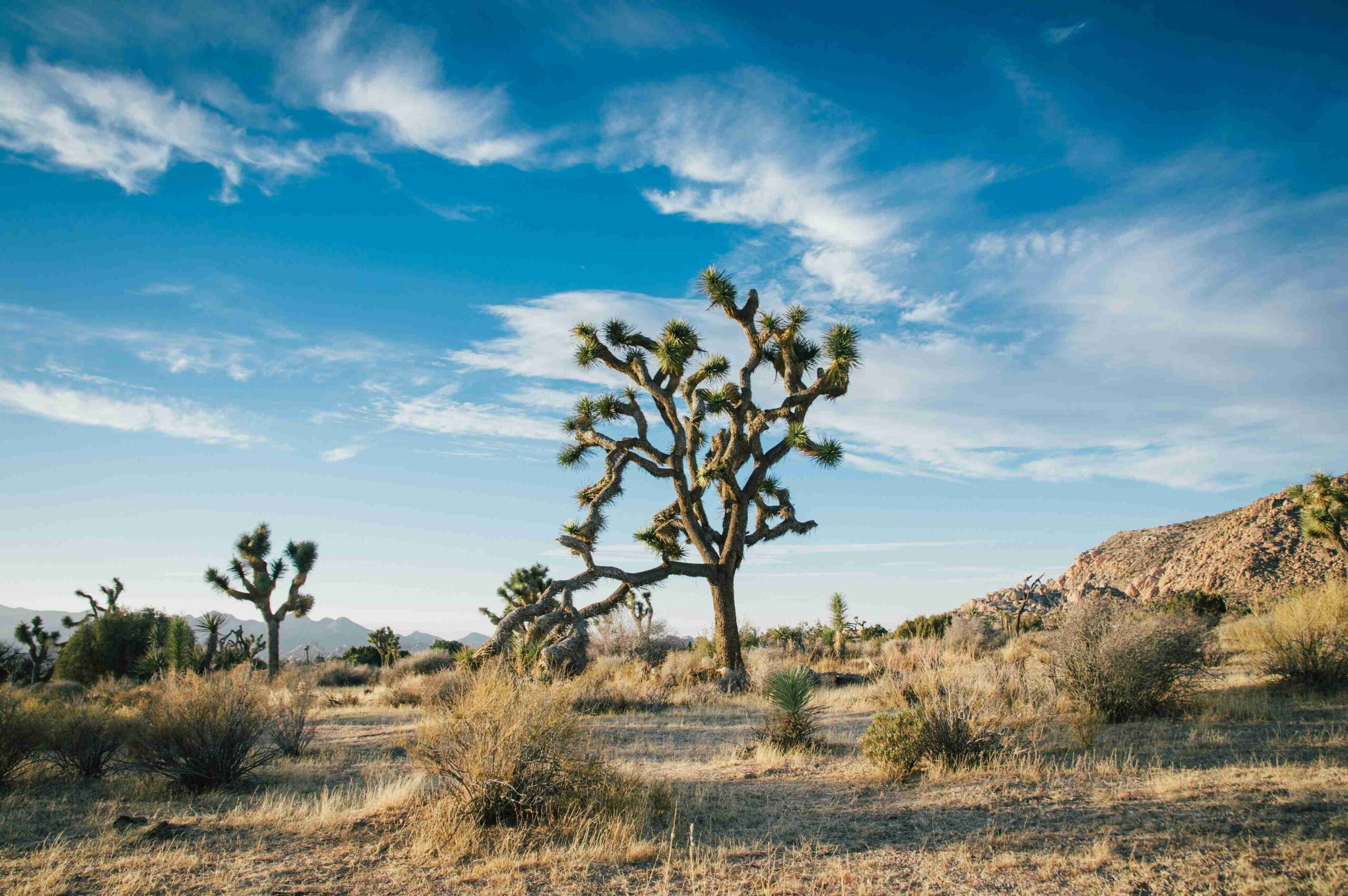 Joshua Tree National Park (©Elliott Engelmann)
