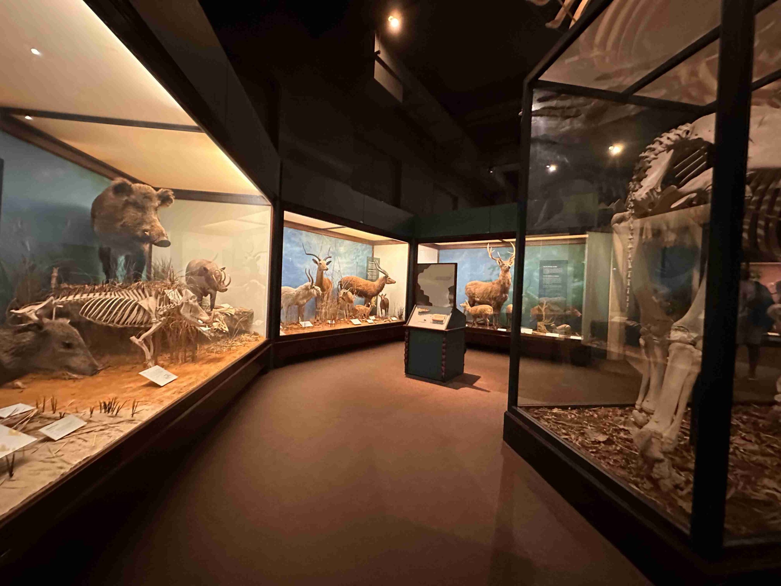 Field Museum (©Melanie Lee)