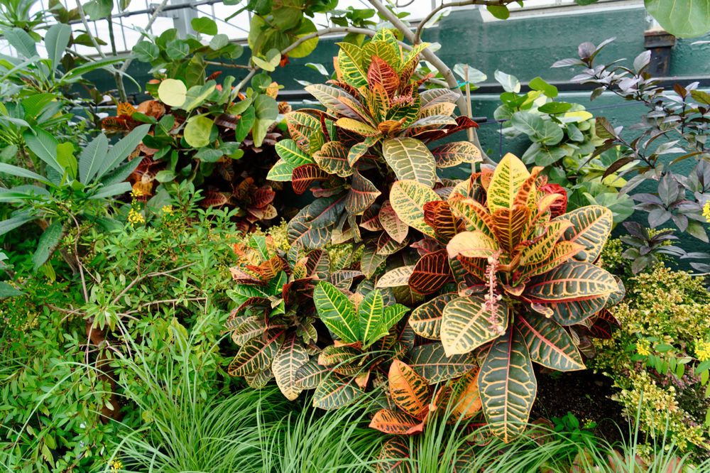 Garfield Park Conservatory (©Sherwin C Yelp)