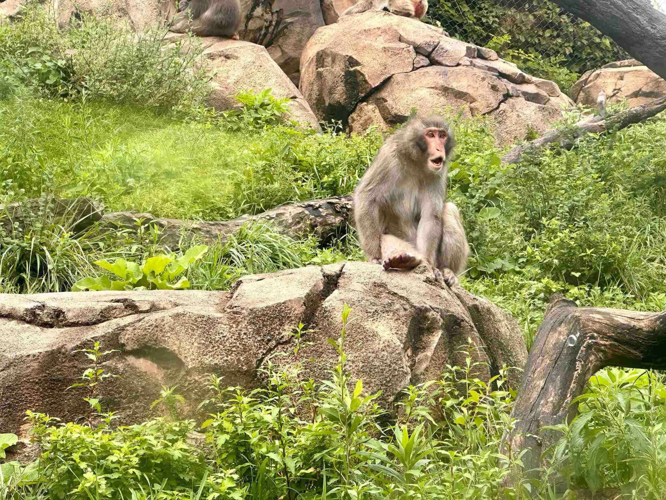 Lincoln Park Zoo (©Melanie Lee)