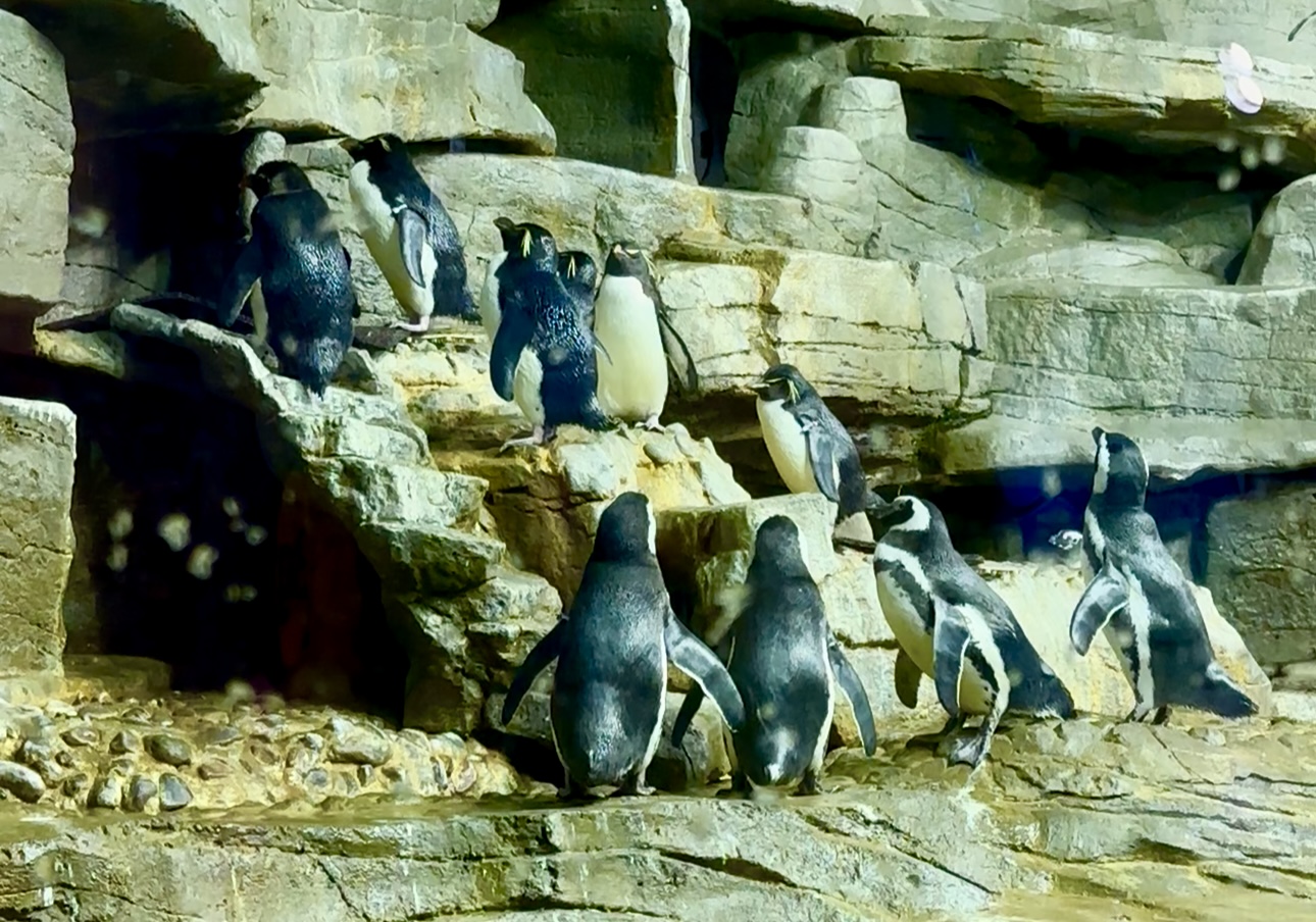 Shedd Aquarium Penguins (©Melanie Lee)