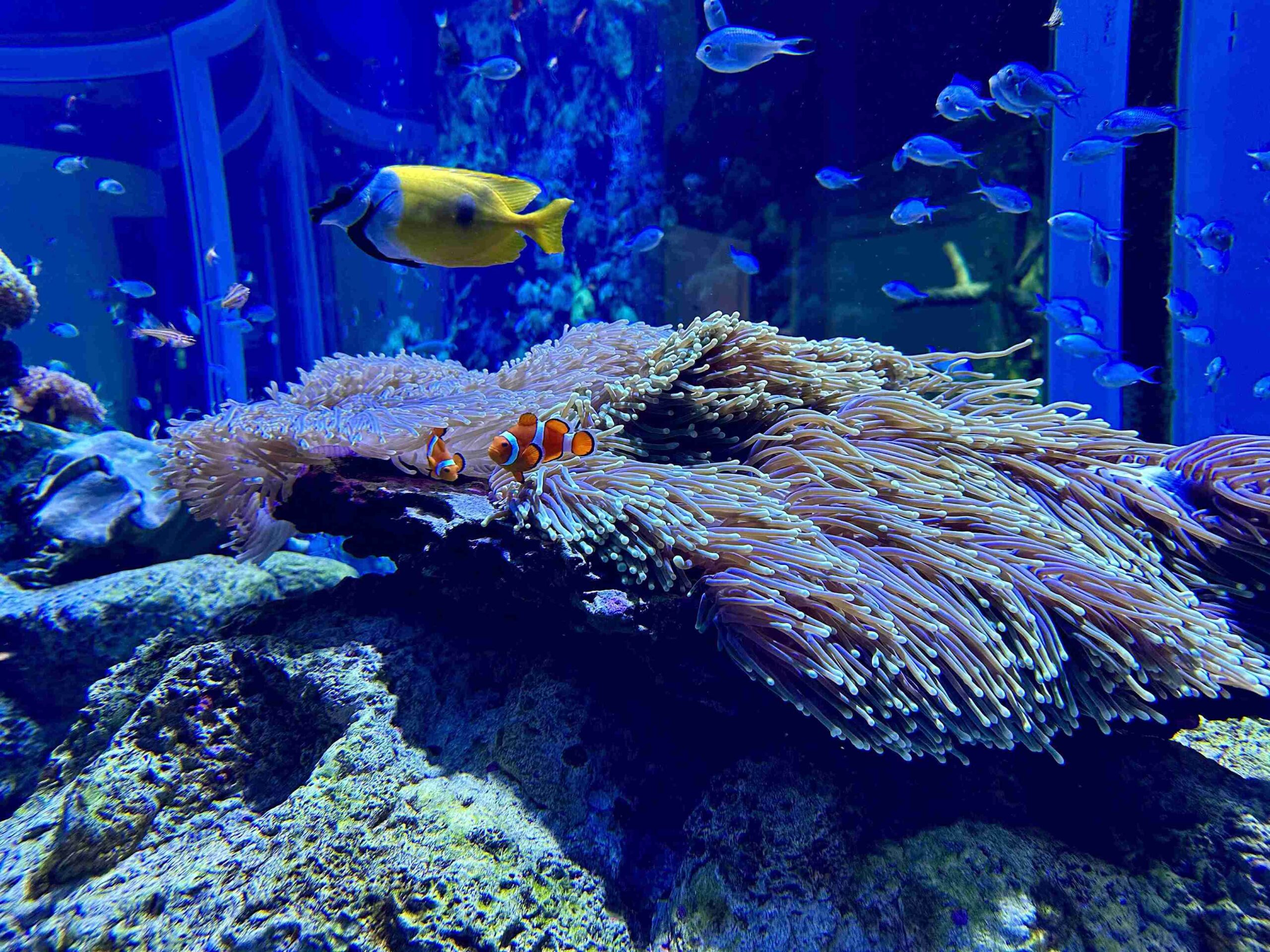 Shedd Aquarium (©Melanie Lee)