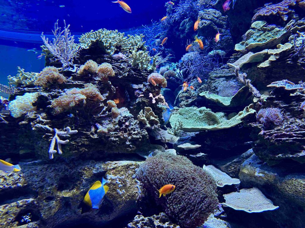 Shedd Aquarium (©Melanie Lee)