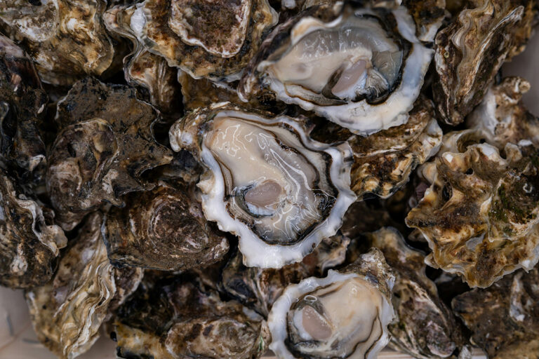 Oysters (©Mitili Mitili)