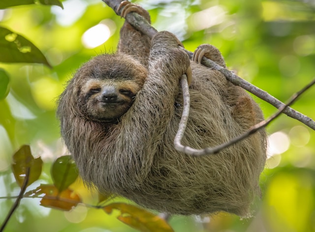 Sloth (©Getty Images) Sloth (©Getty Images)