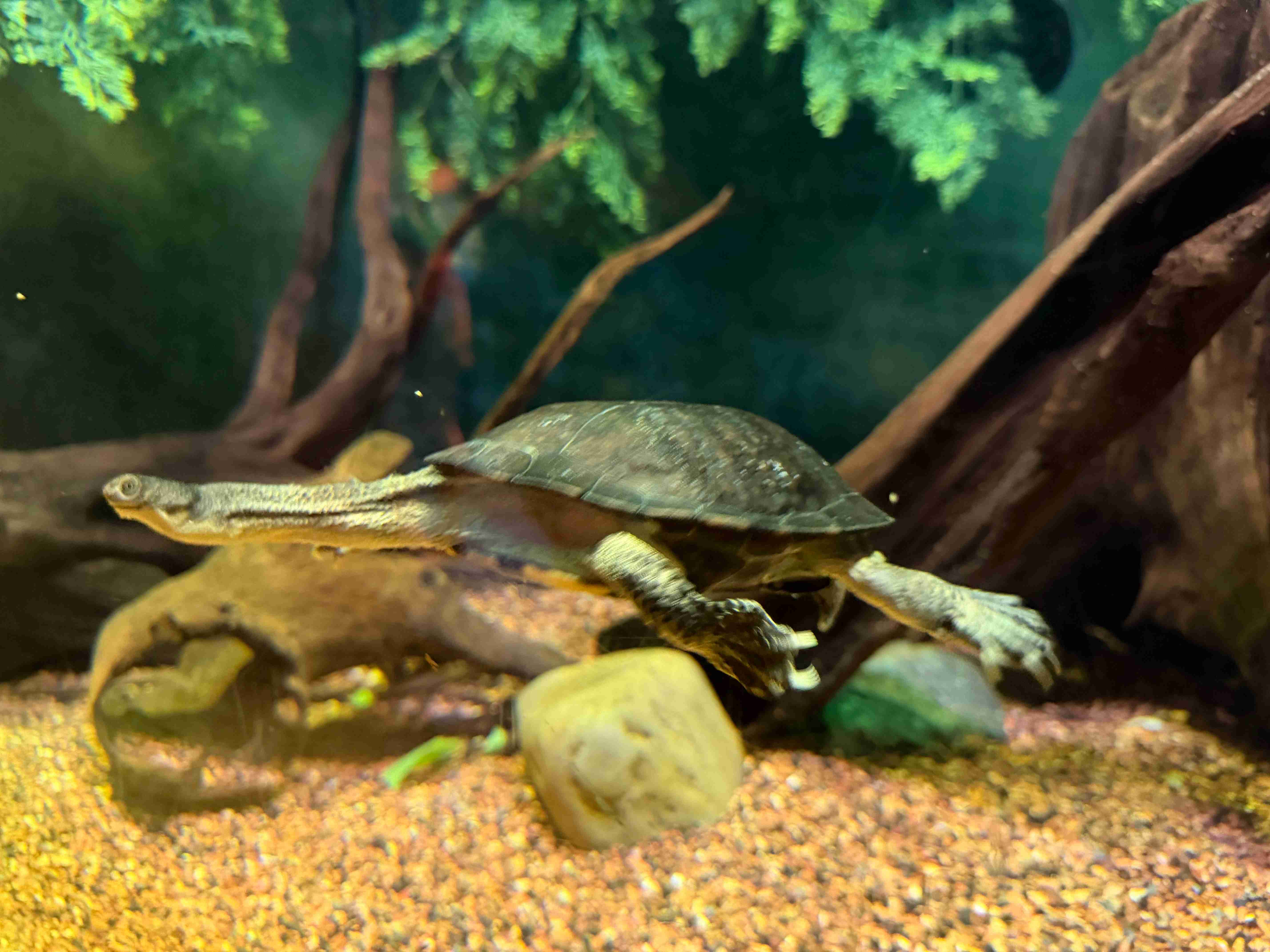 Adventure Aquarium (©Melanie Lee)
