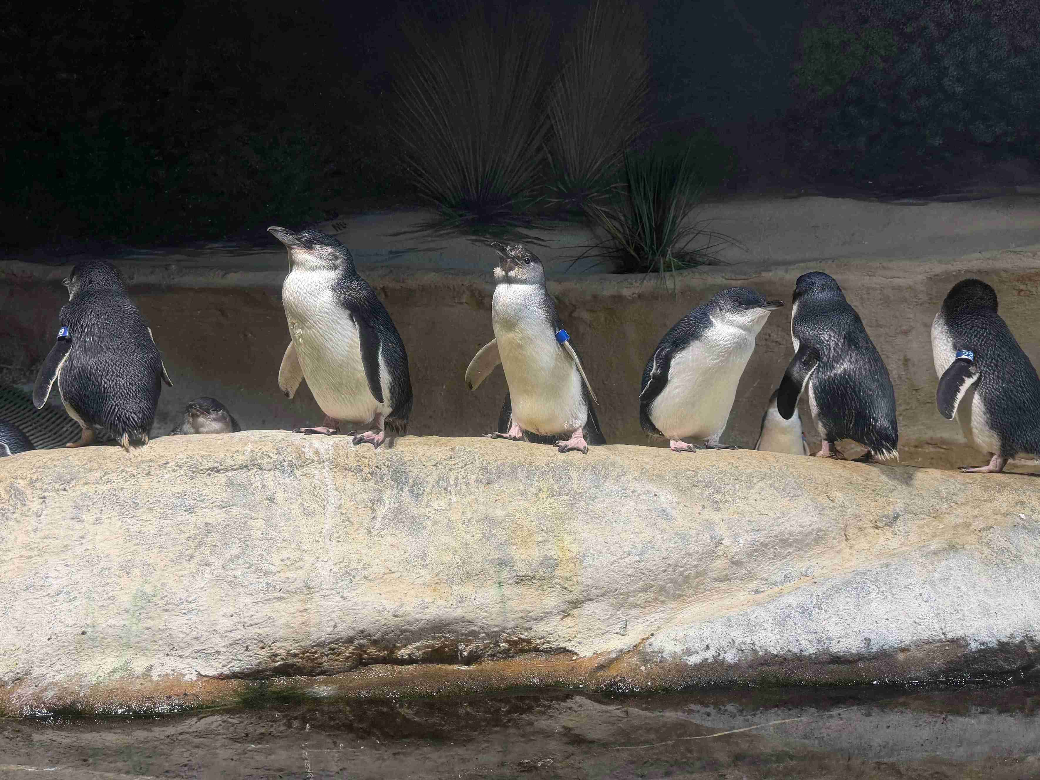 Adventure Aquarium (©Melanie Lee)