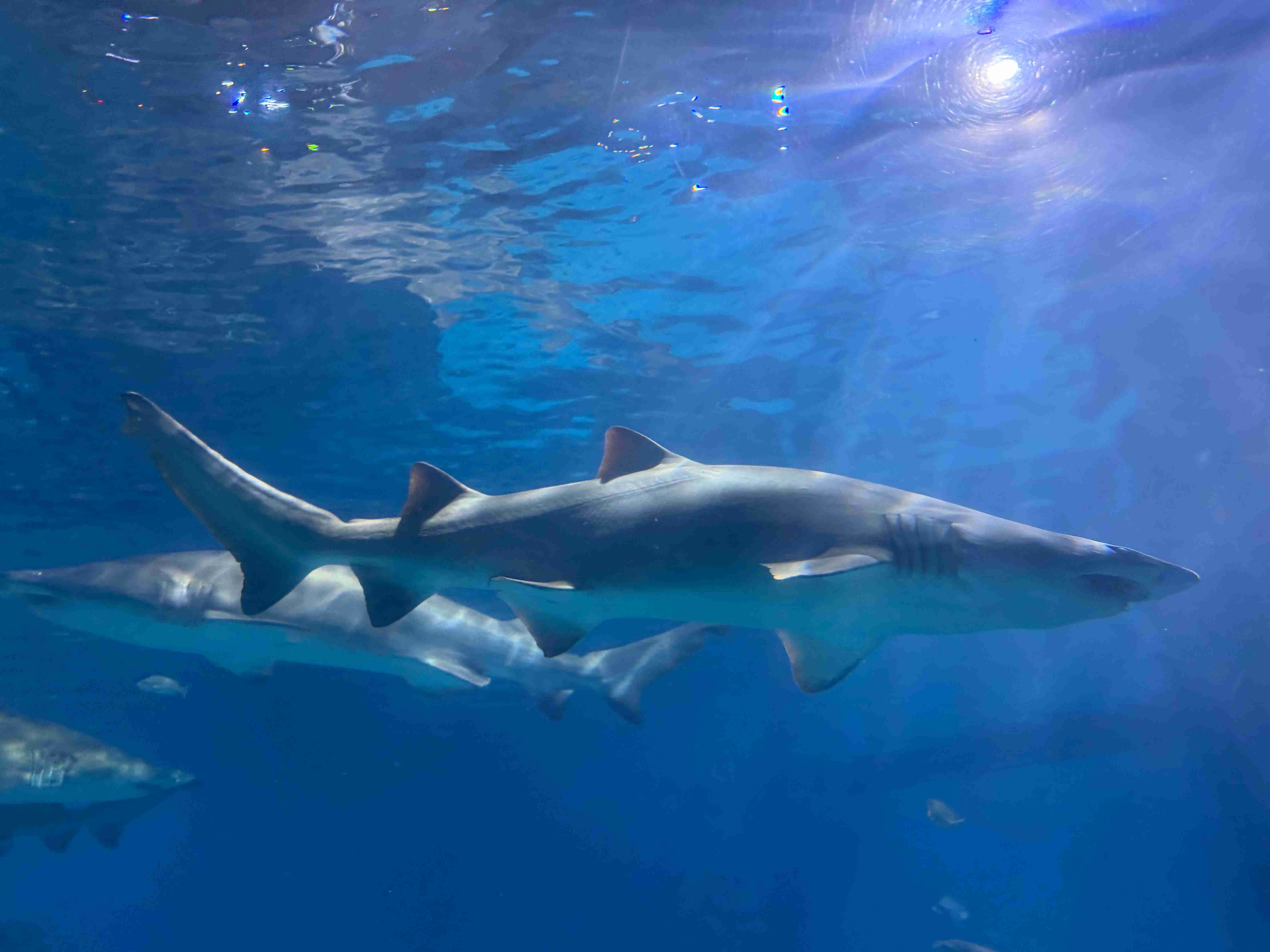 Adventure Aquarium (©Melanie Lee)