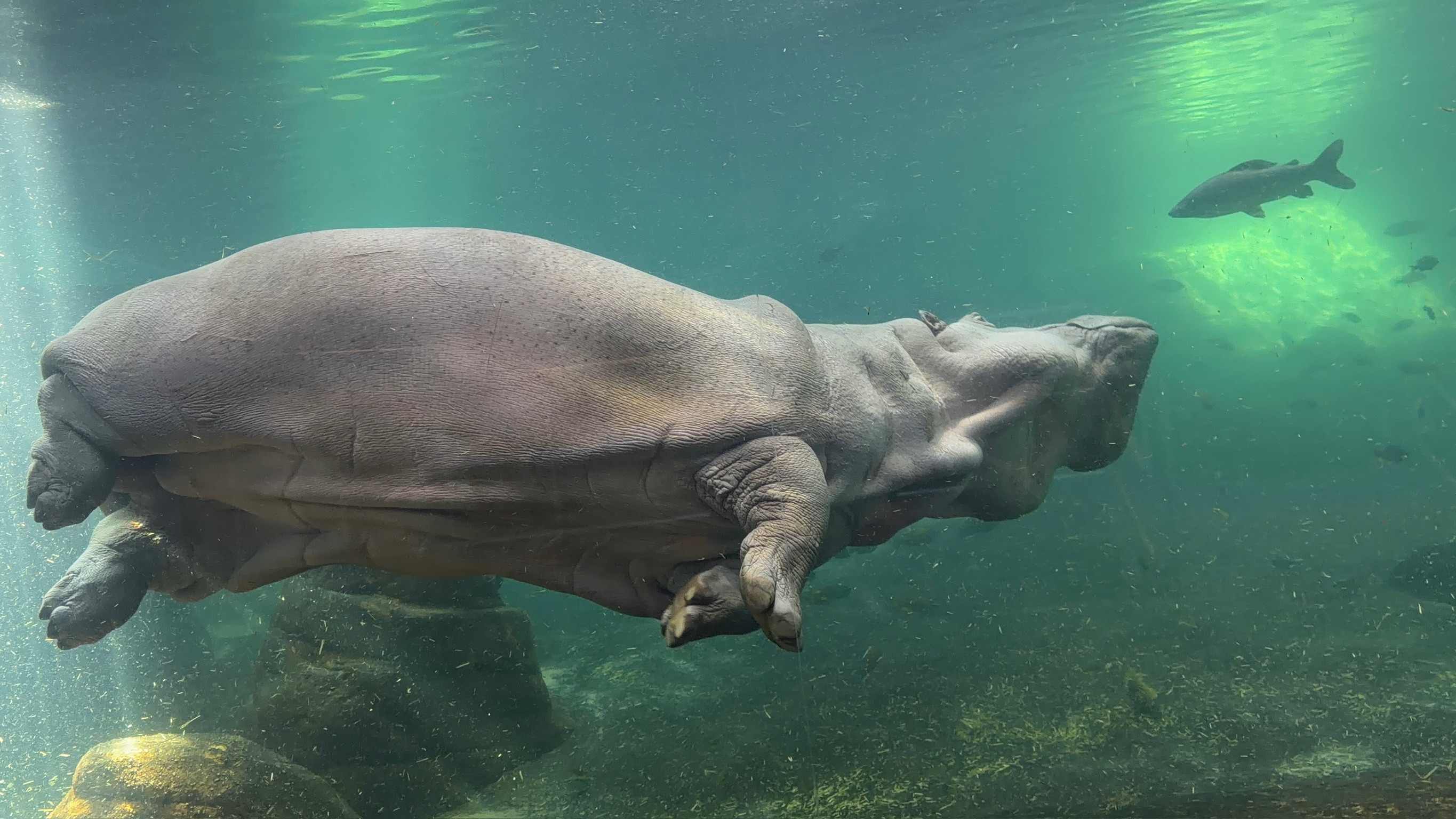 Adventure Aquarium (©Emily Romero)