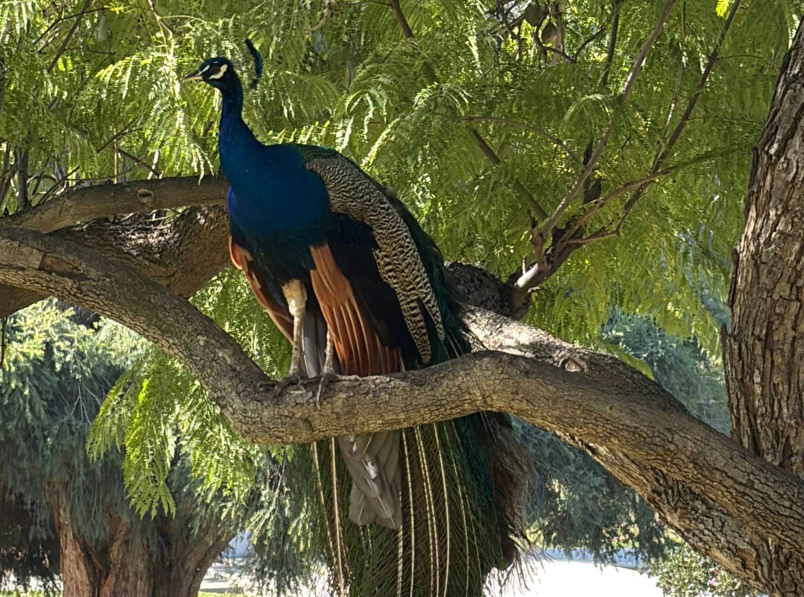 LA Arboretum (©Melanie Lee)