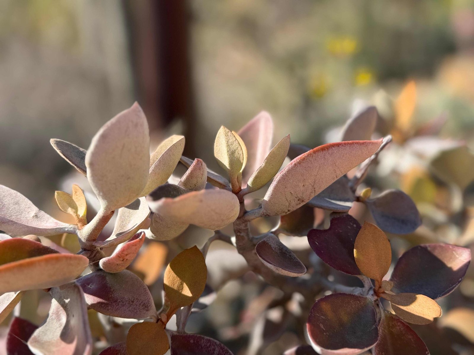 LA Arboretum (©Melanie Lee)