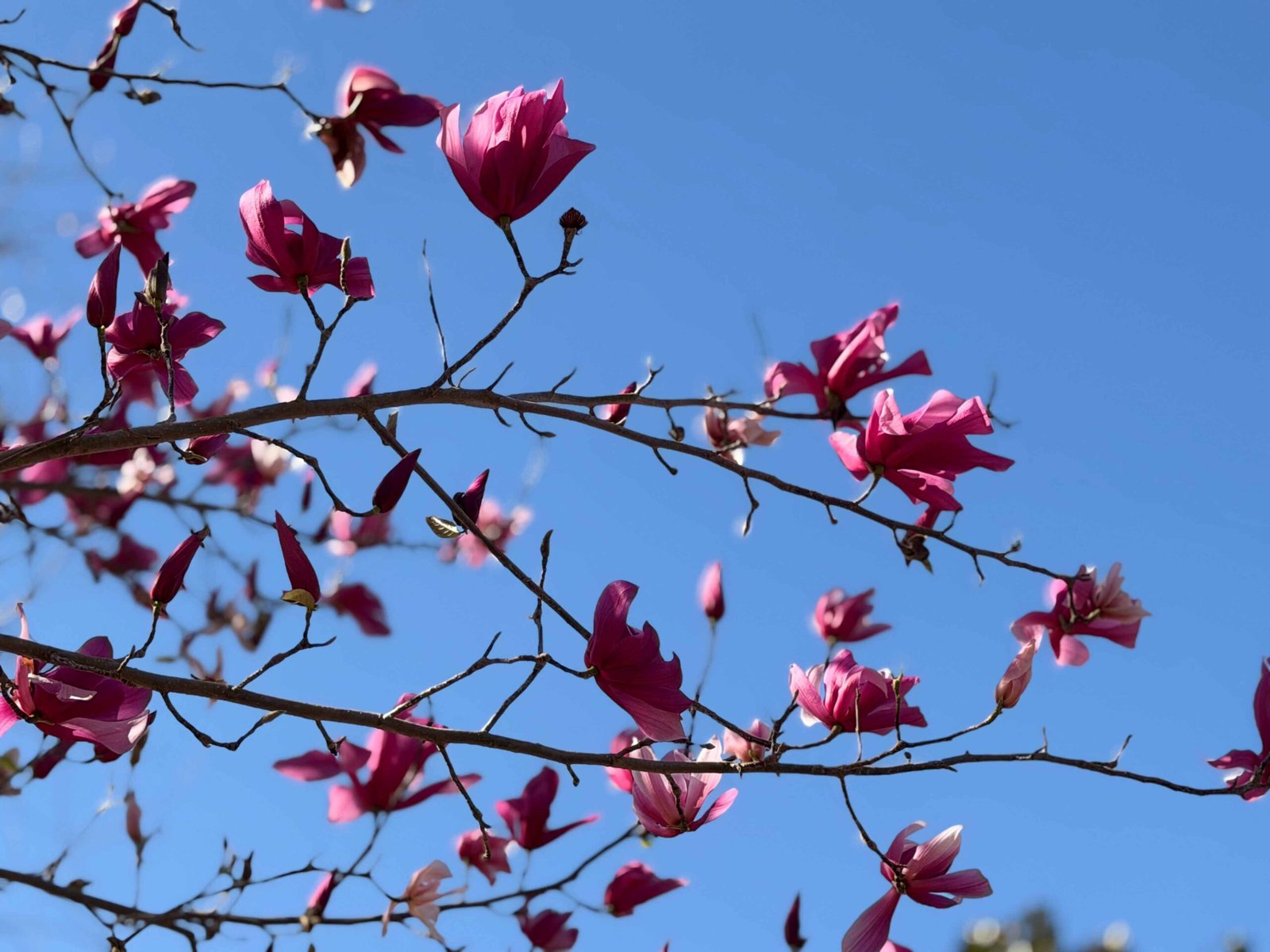 LA Arboretum (©Melanie Lee)