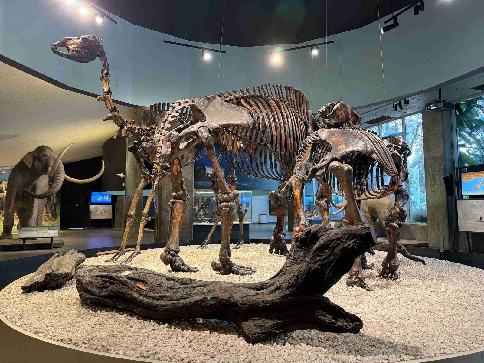 La Brea Tar Pits (©Melanie Lee)