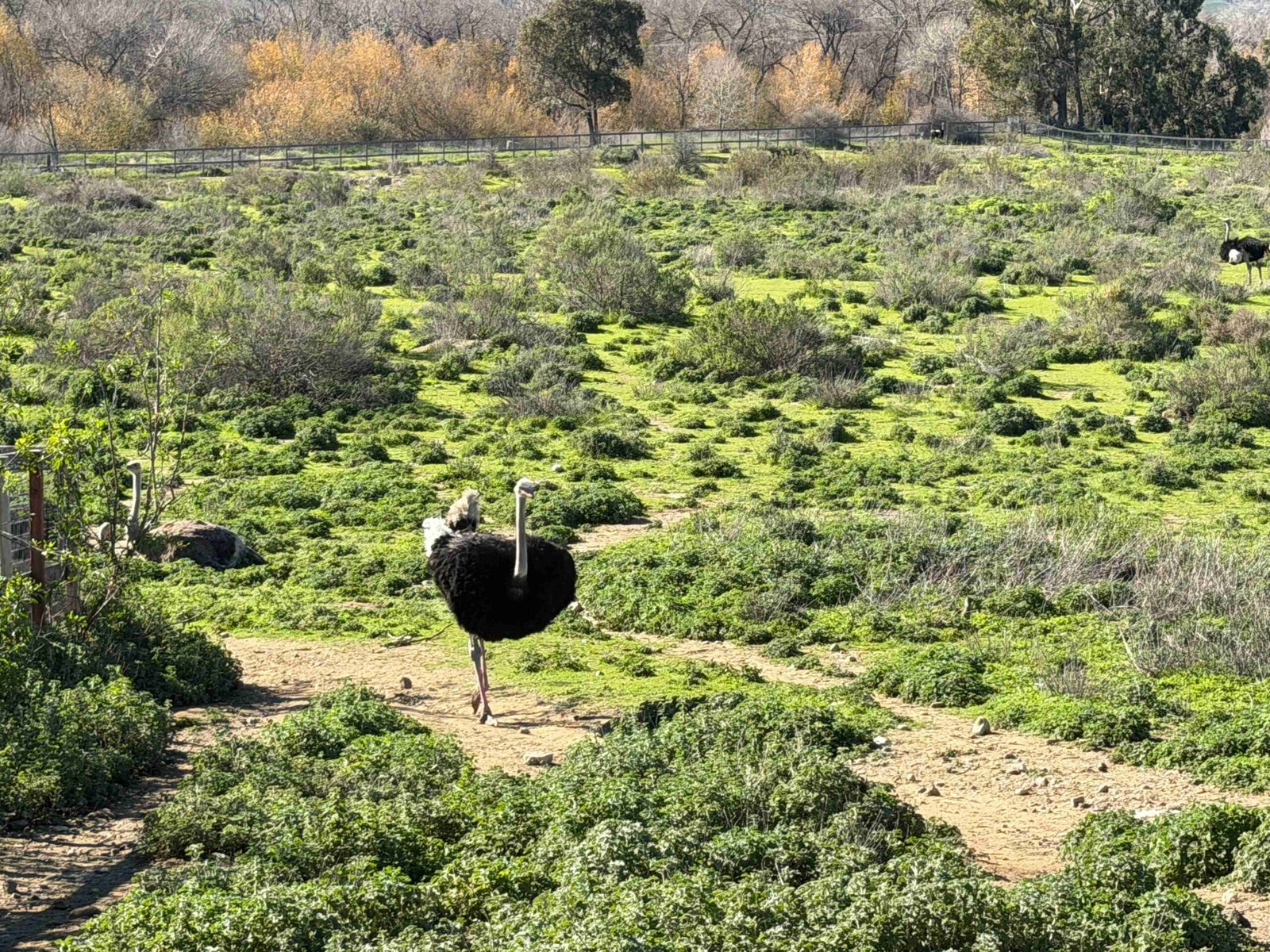 Ostrichland USA (©Melanie Lee)