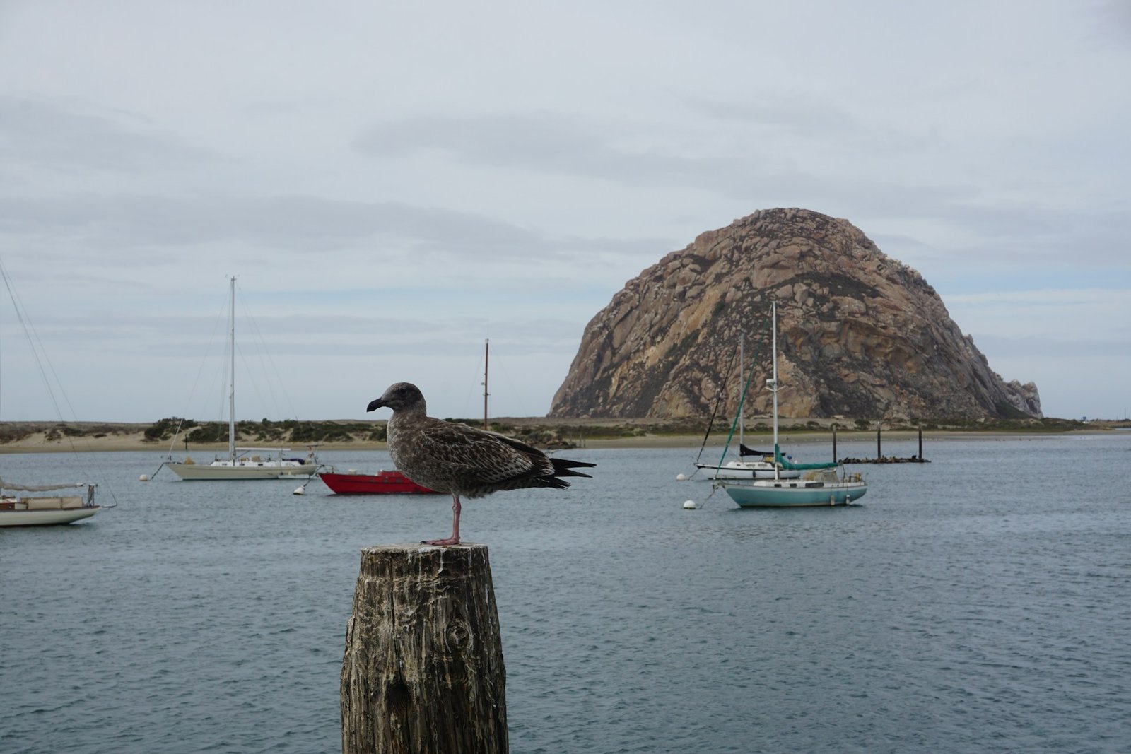 Morro Bay (©Roy Zeigerman)