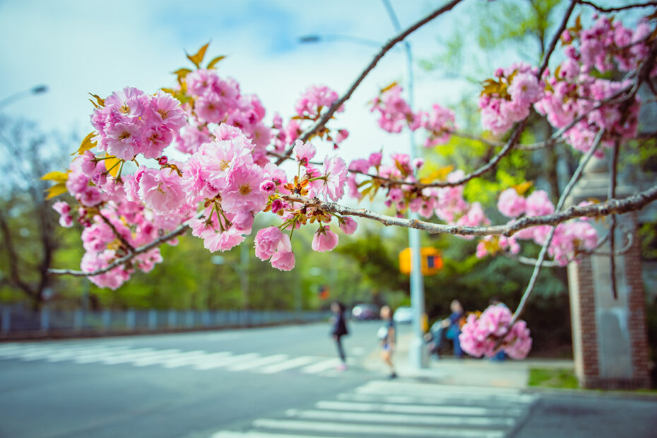 Forest Hills, Queens (©Hanyang Zhang)